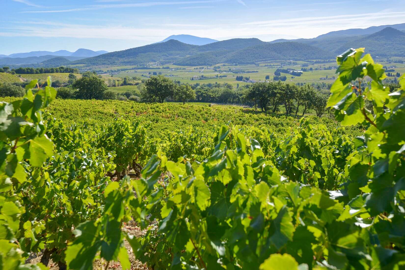 Famille PetitJean, Terroirs d’exception en Vallée du Rhône et en Champagne. Du Château La Croix des Pins, Domaine de Cassan, Domaine des Nymphes, Pol Cochet.